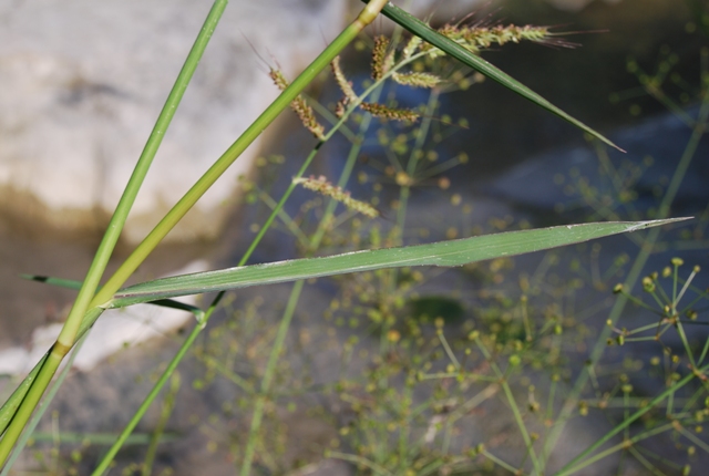 Echinochloa crus-galli